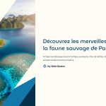 1 Decouvrez les merveilles de la faune sauvage de Palau